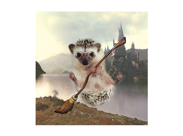 lionel the hedgehog