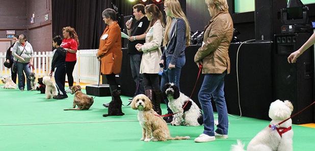 family pet show image 1