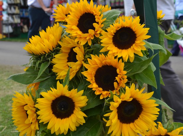 Southport Flower Show Celebrations