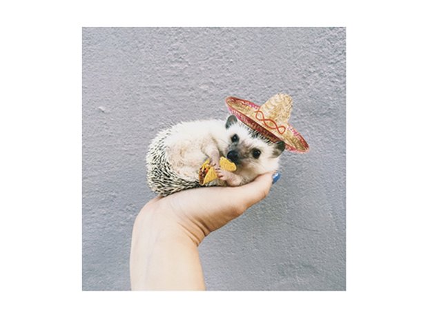 lionel the hedgehog