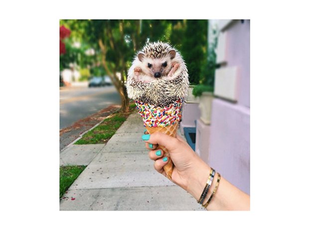 lionel the hedgehog