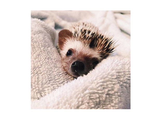 lionel the hedgehog