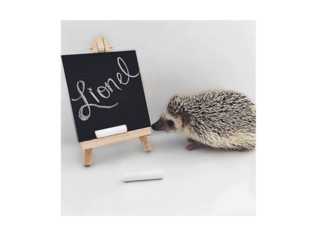 lionel the hedgehog