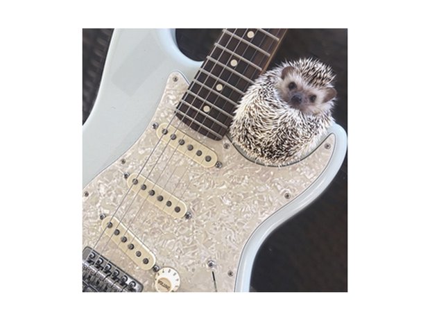 lionel the hedgehog