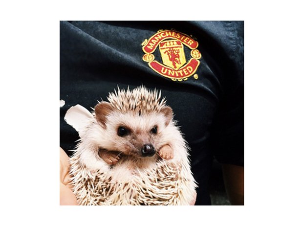 lionel the hedgehog