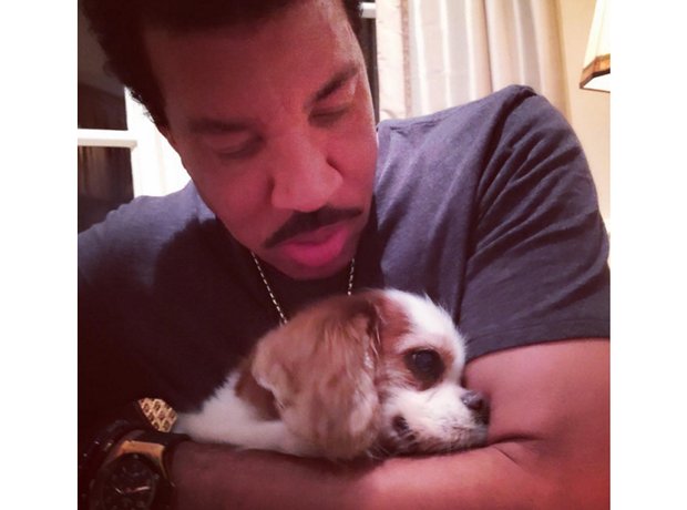 Stars And Their Pets