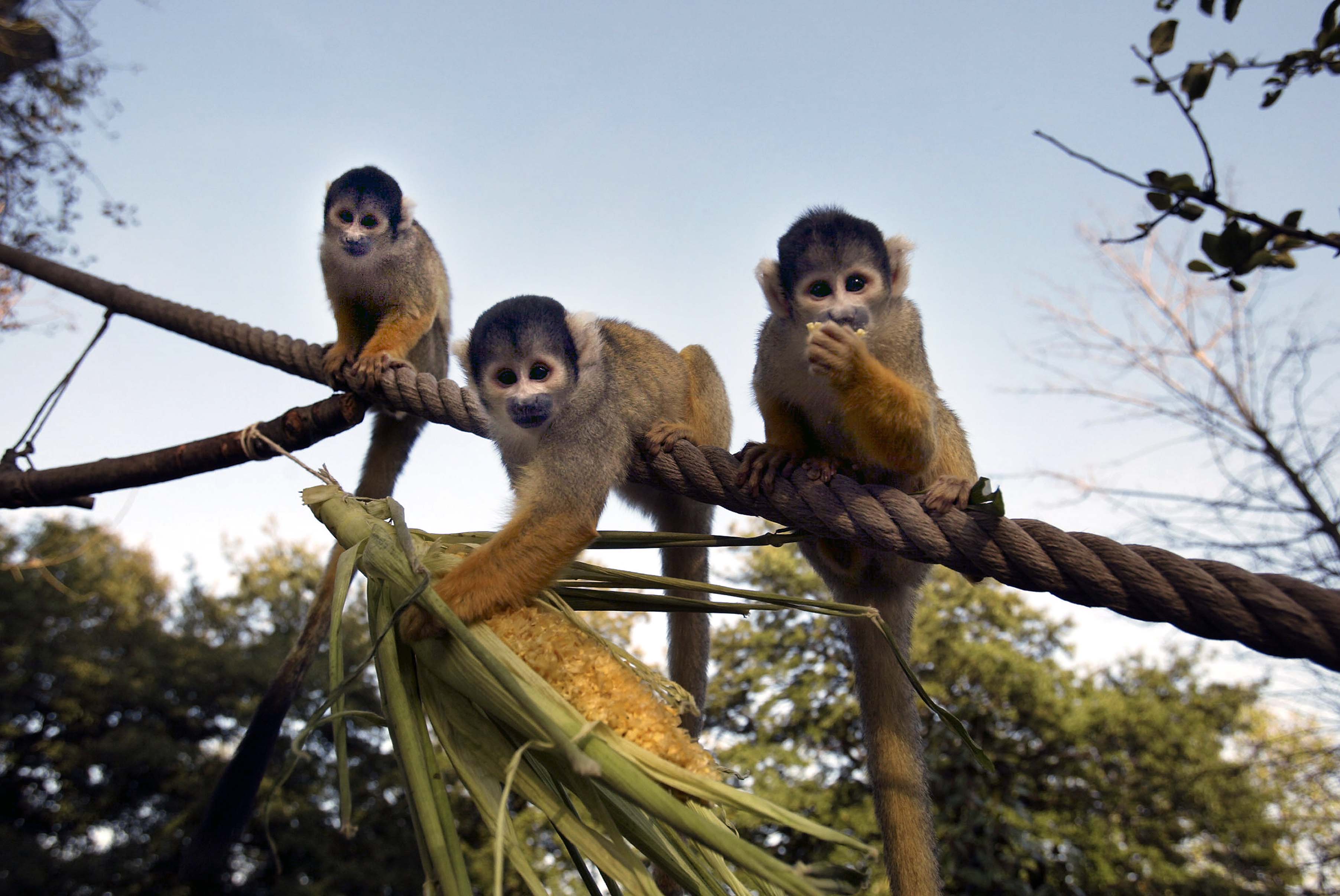 Zsl London Zoo Squirrel Monkey 1502362305 