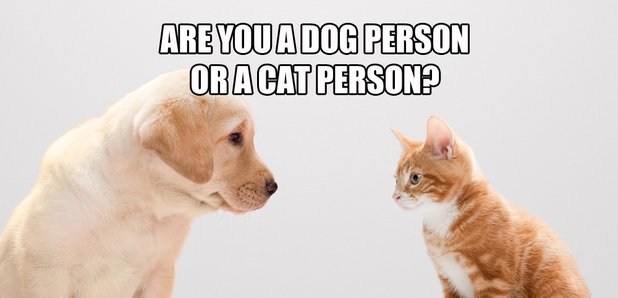 dog person cat person quiz
