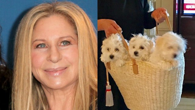 Barbra Streisand and her dogs