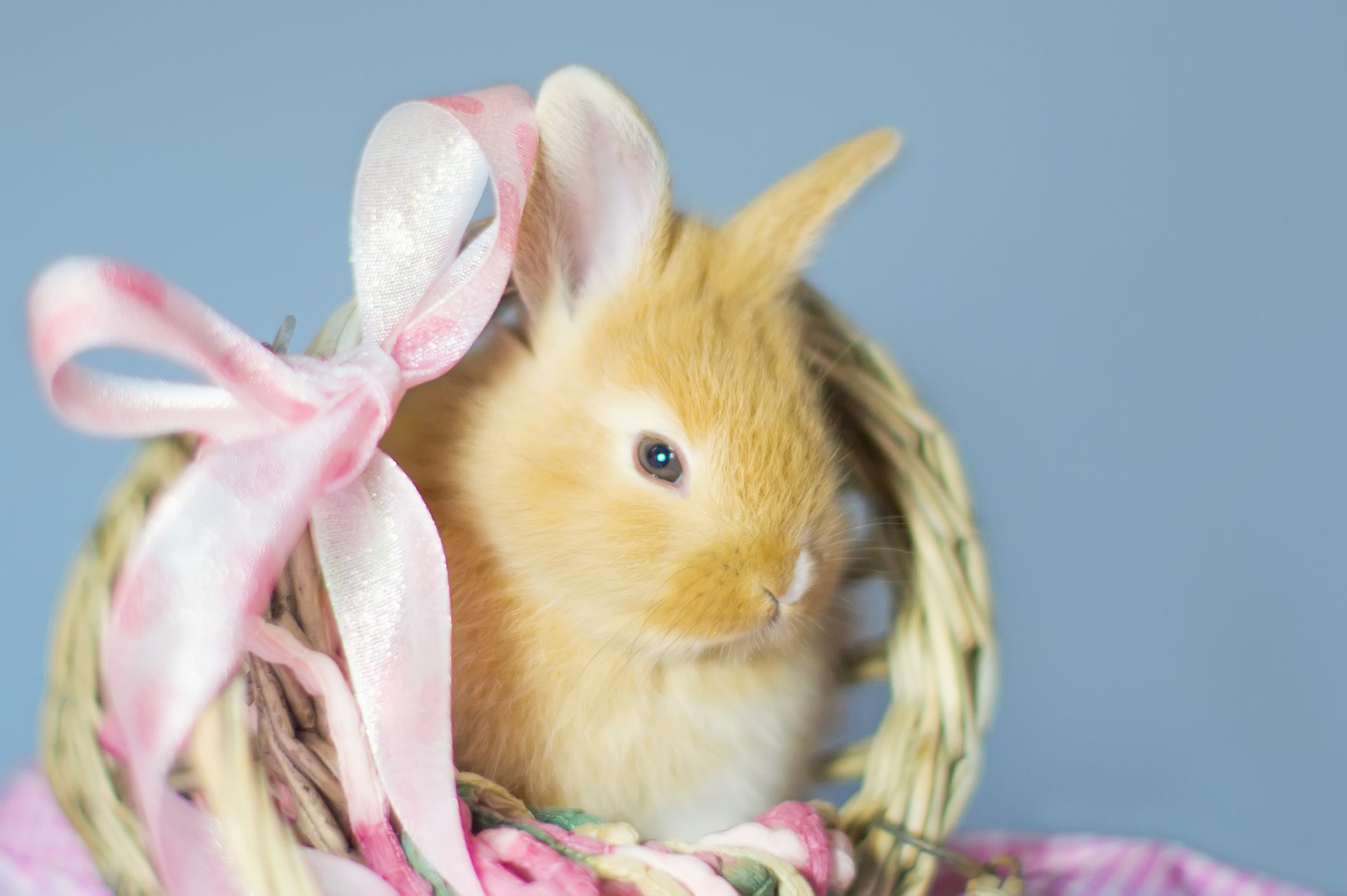 Sweet bunny real Tweety