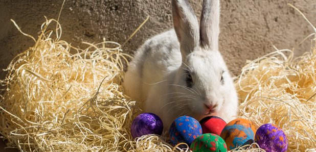 Why does the Easter Bunny bring eggs?Easter symbols explained