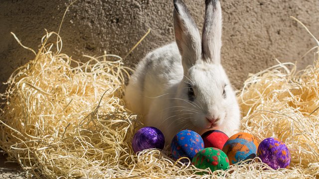 The Unusual History Of The Easter Bunny Easter Traditions | vlr.eng.br