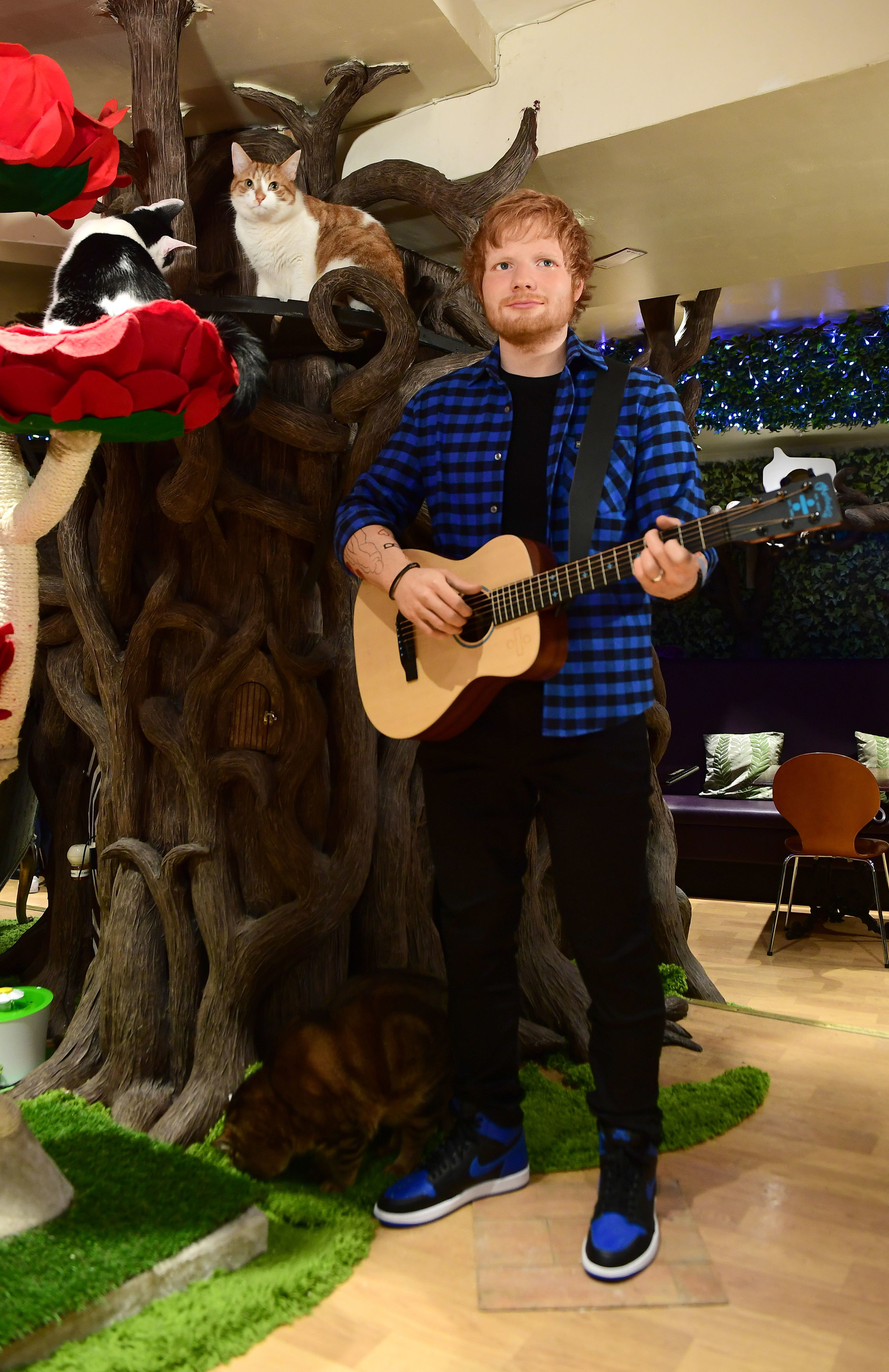 Ed Sheeran Madame Tussauds waxwork at Dinah's Cat 