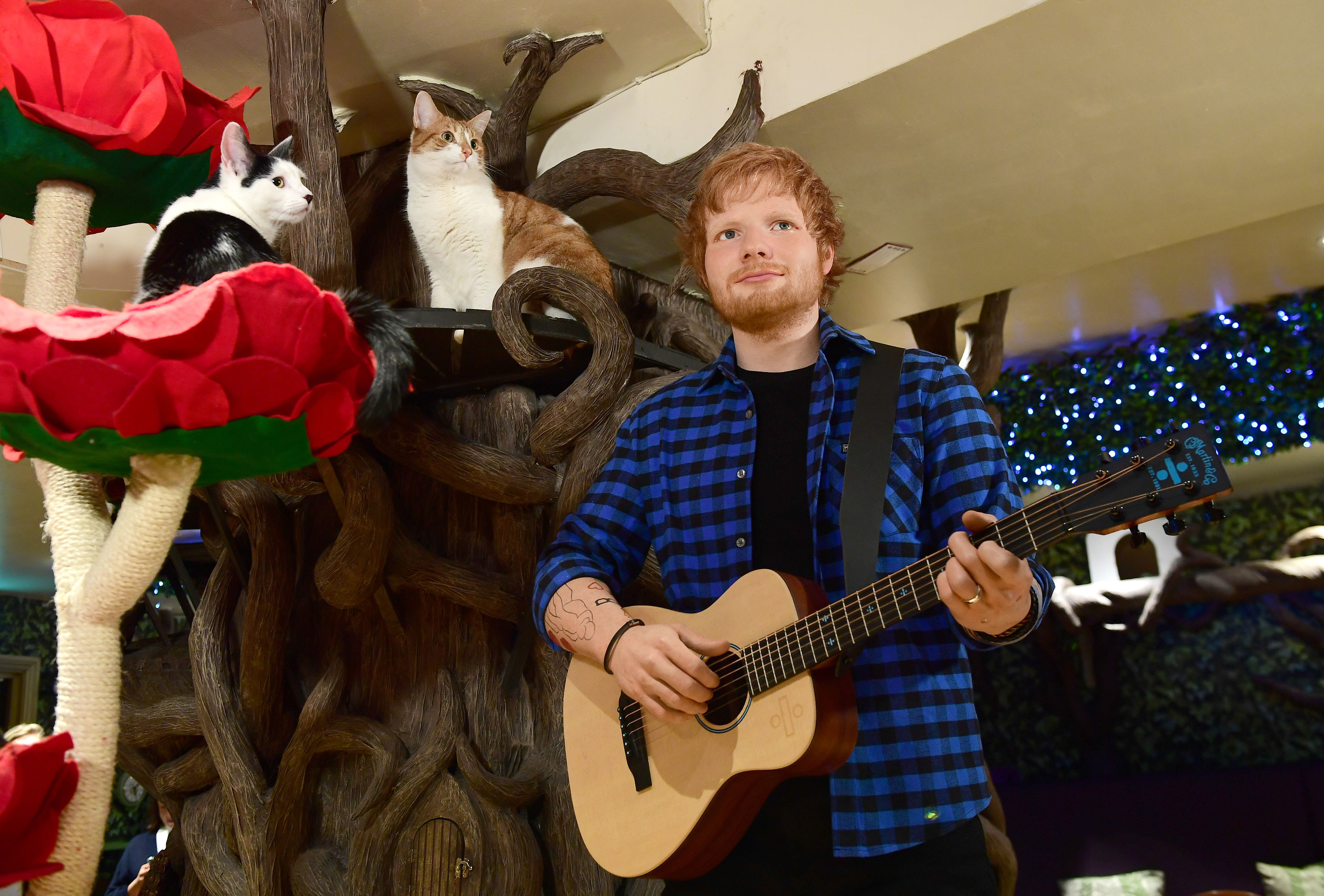 Ed Sheeran Madame Tussauds waxwork at Dinah's Cat 