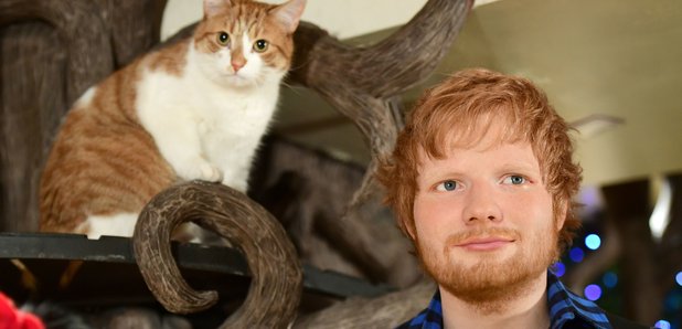Ed Sheeran Madame Tussauds waxwork at Dinah's Cat 