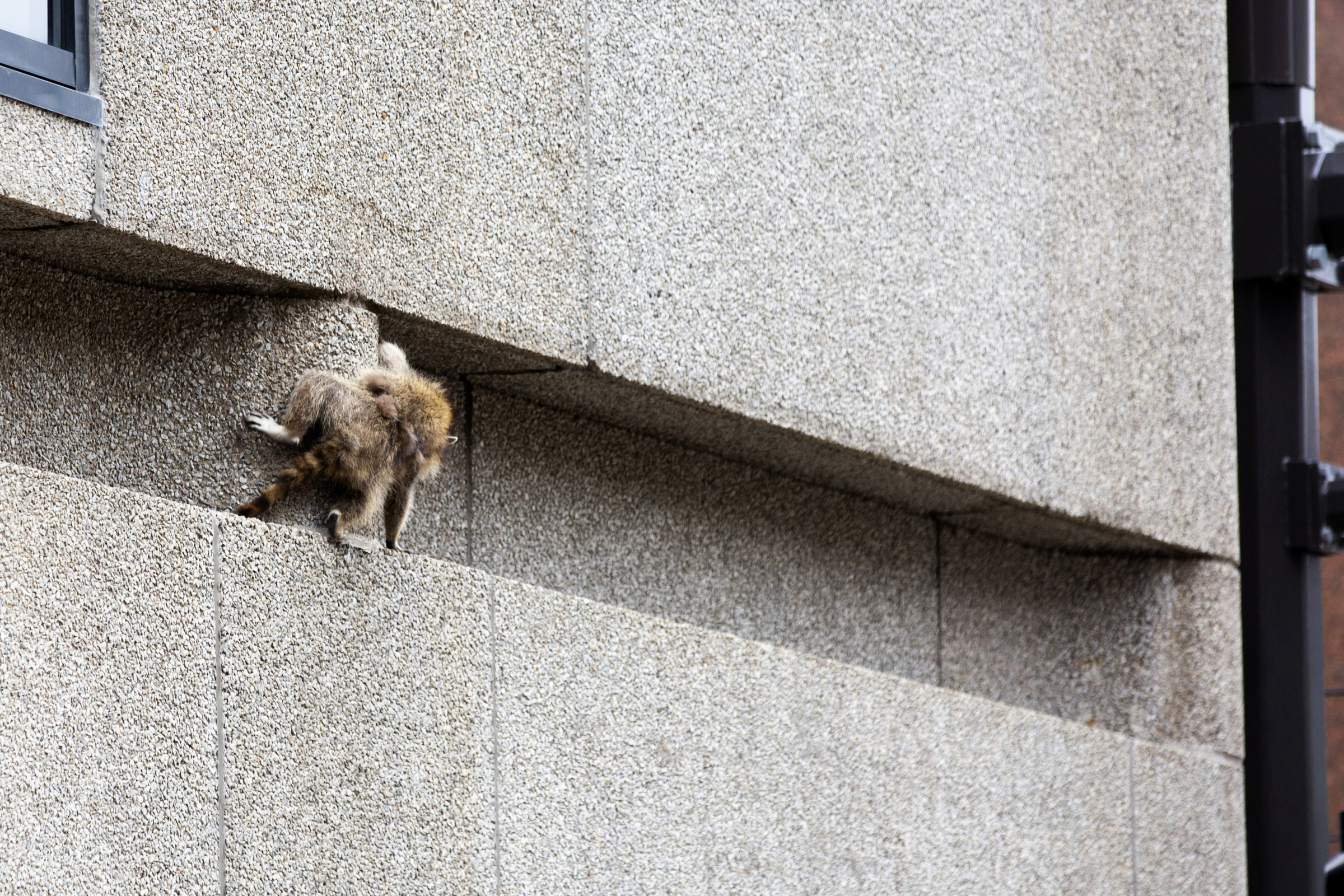 Raccoon stuck on UBS Tower