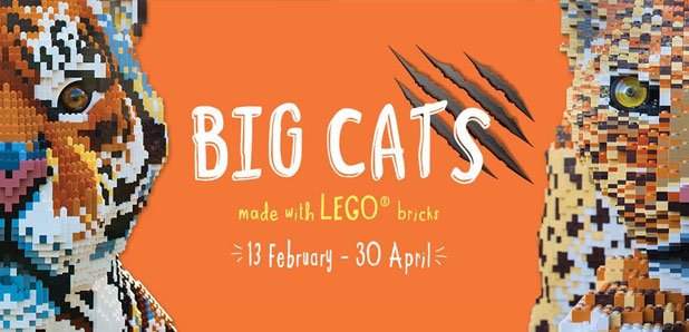Chester Zoo - LEGO Big Cats